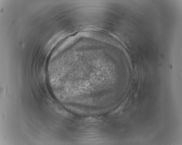 X0000070370290200606301903