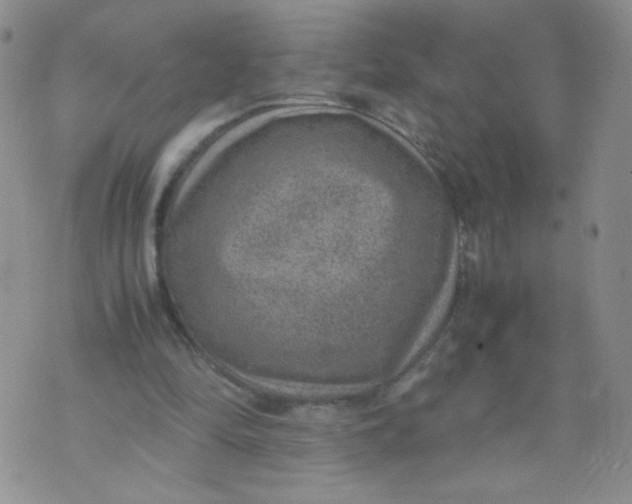 X0000070370294200606301903