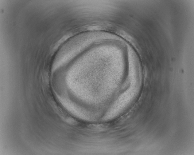 X0000070370297200606301903