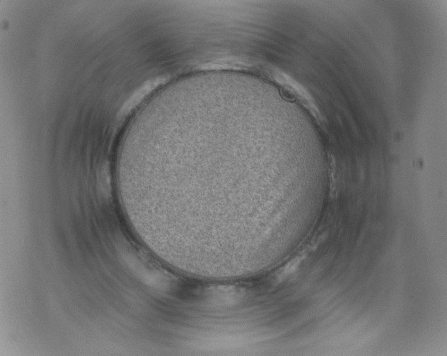 X0000070370298200606301903