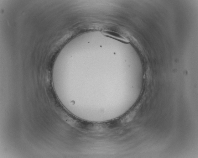 X0000070370305200606301903