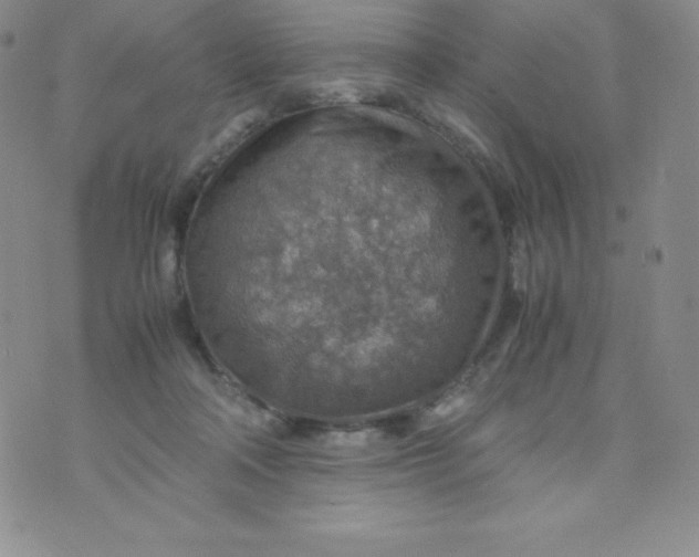 X0000070370314200606301903