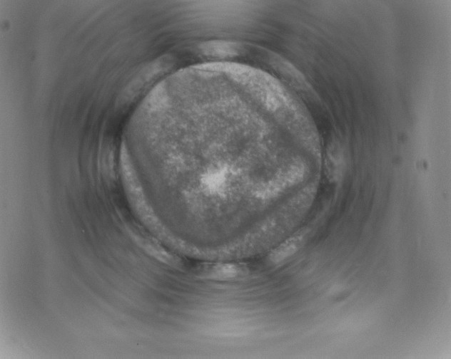 X0000070370330200606301902