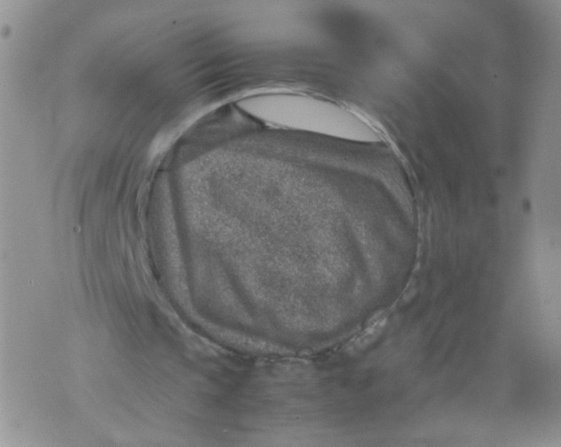 X0000070370337200606301902