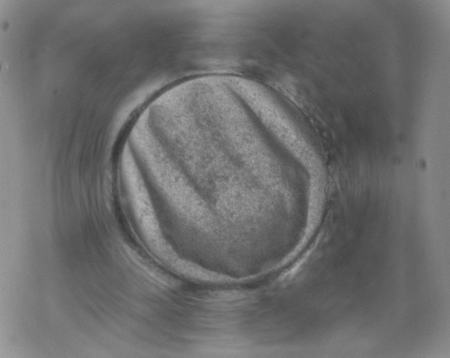 X0000070370342200606301902