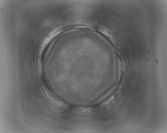 X0000070370343200606301902