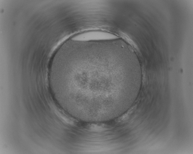 X0000070370346200606301902