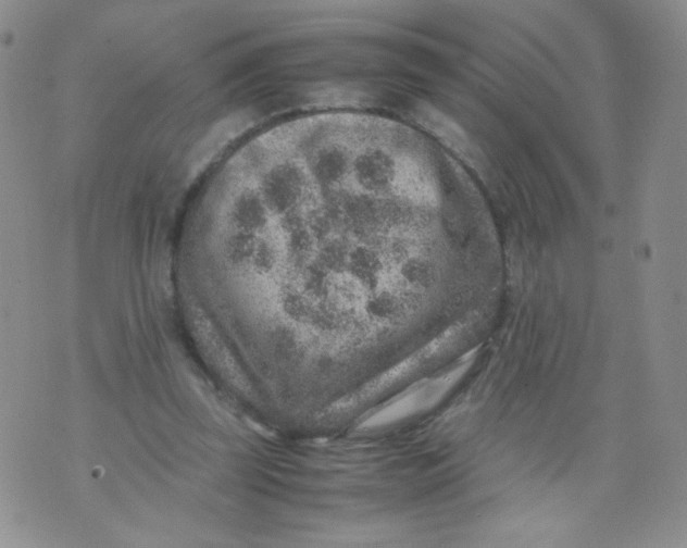 X0000070370347200606301902