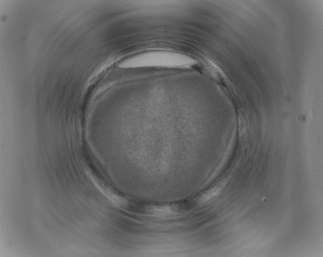 X0000070370349200606301902