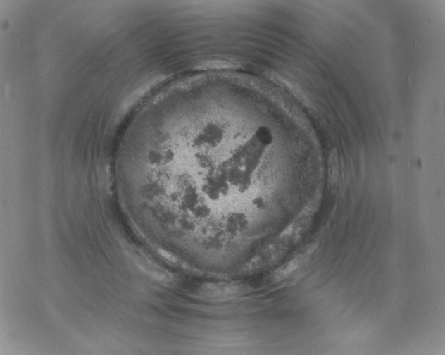 X0000070370351200606301902