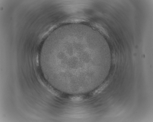 X0000070370358200606301902