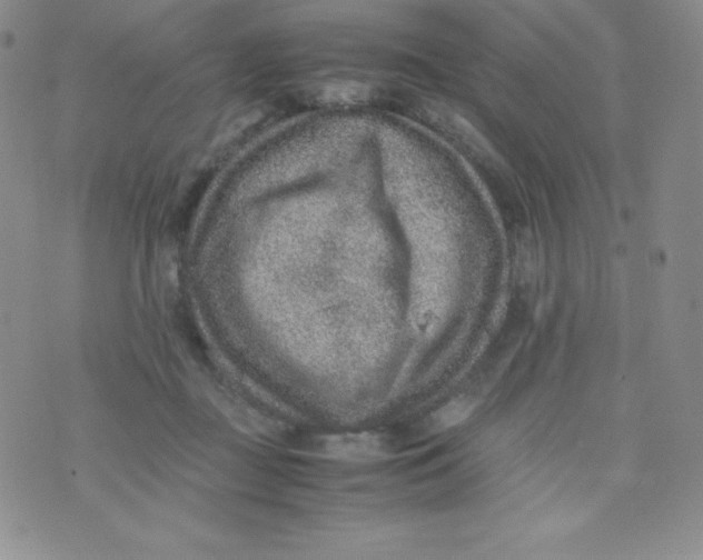 X0000070370363200606301902