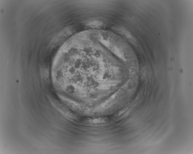 X0000070370365200606301902