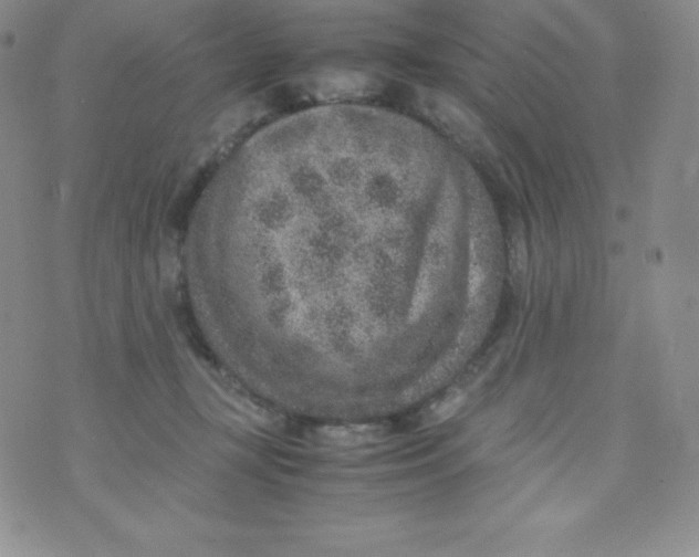 X0000070370367200606301902