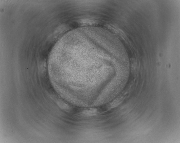 X0000070370369200606301902