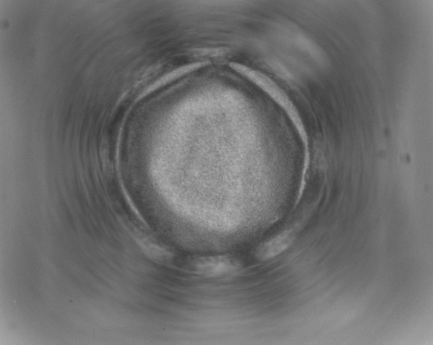 X0000070370377200606301902