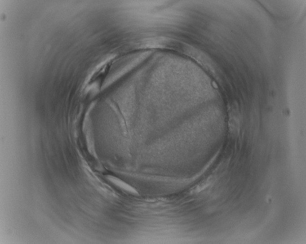 X0000070370386200606301901