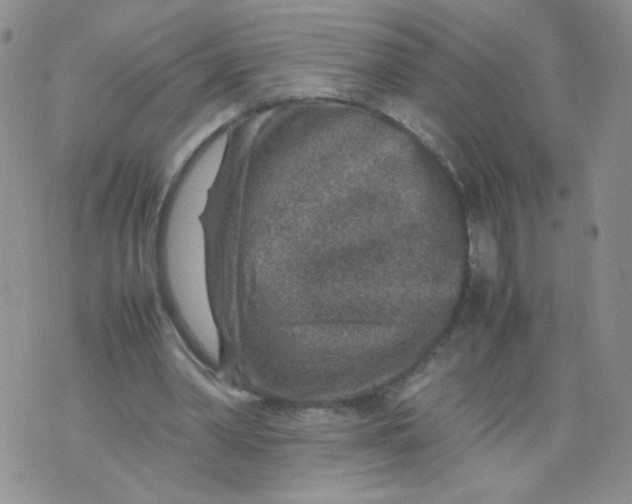 X0000070370390200606301901