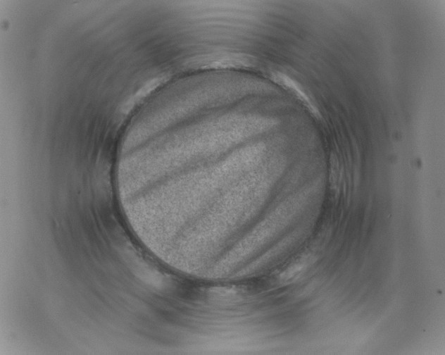 X0000070370394200606301901