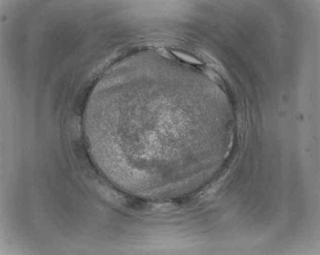 X0000070370401200606301901