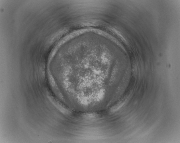 X0000070370402200606301901