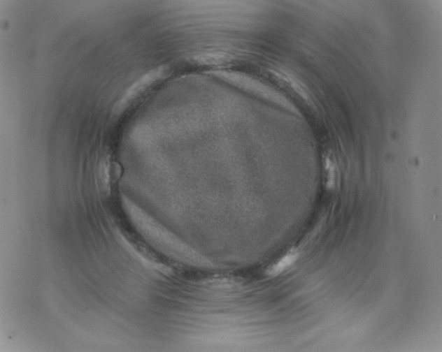 X0000070370404200606301901