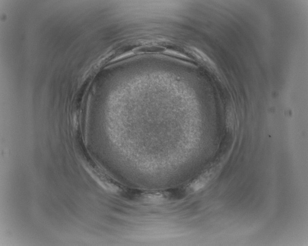 X0000070370405200606301901