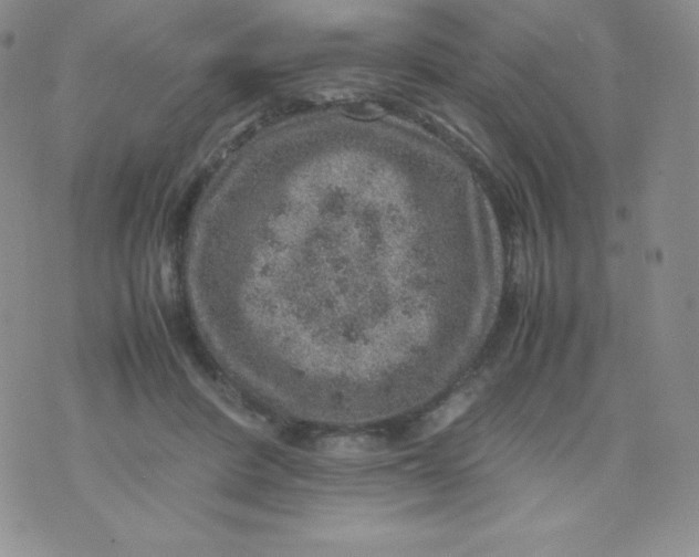 X0000070370408200606301901