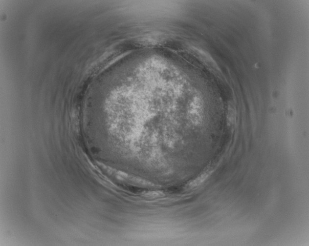 X0000070370409200606301901