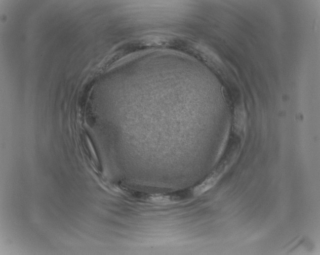 X0000070370413200606301901