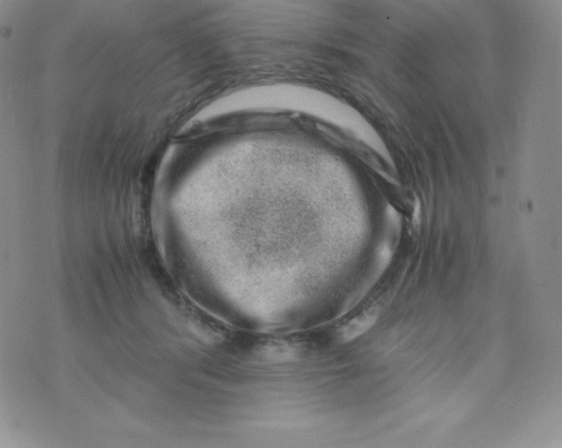 X0000070370416200606301901