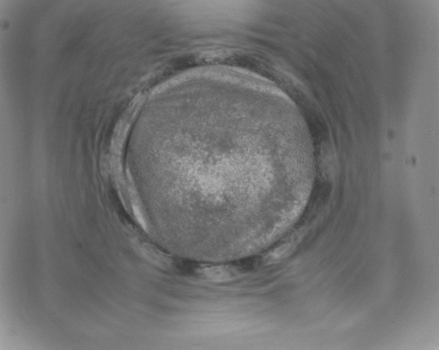 X0000070370417200606301901