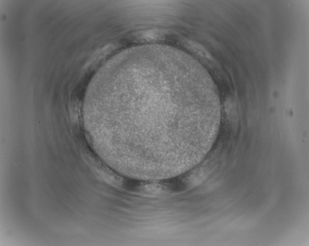 X0000070370423200606301901