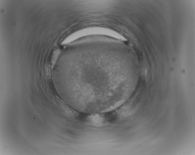 X0000070370425200606301901