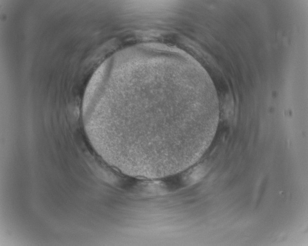 X0000070370427200606301901