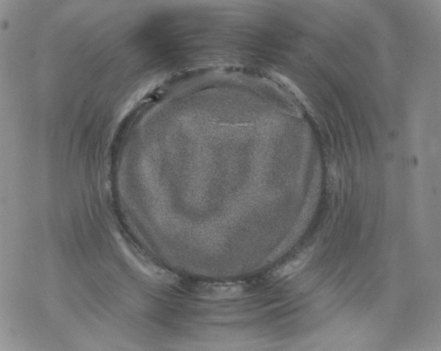 X0000070370443200606301900