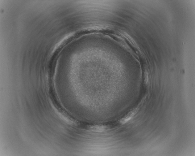 X0000070370444200606301900