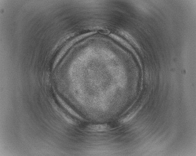 X0000070370449200606301900