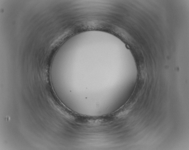 X0000070370450200606301900