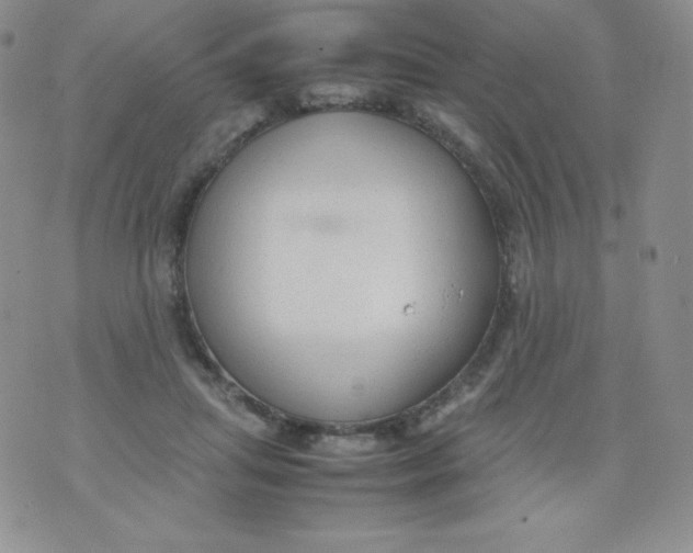 X0000070370455200606301900