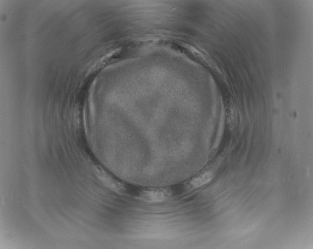 X0000070370466200606301901