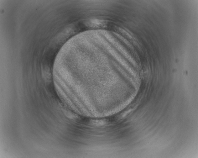 X0000070370469200606301901