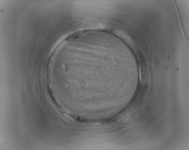 X0000070370483200606301900