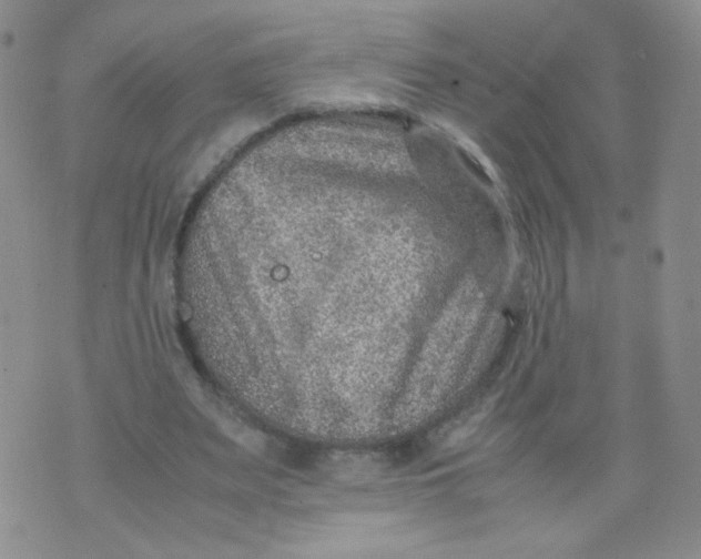 X0000070370487200606301900