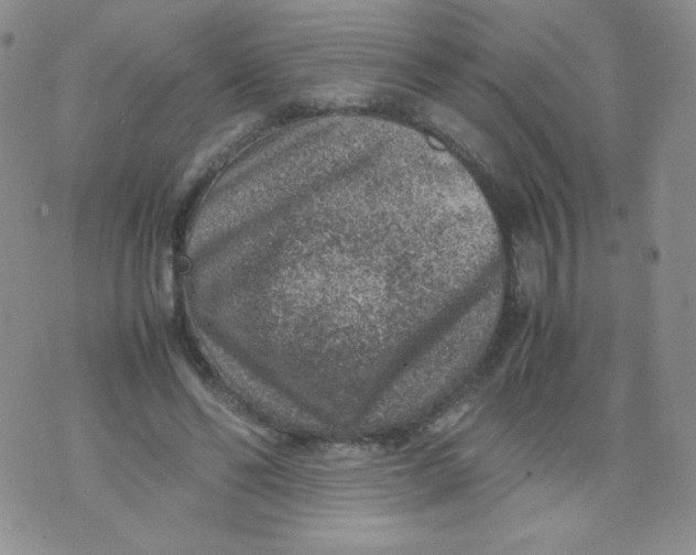 X0000070370494200606301900