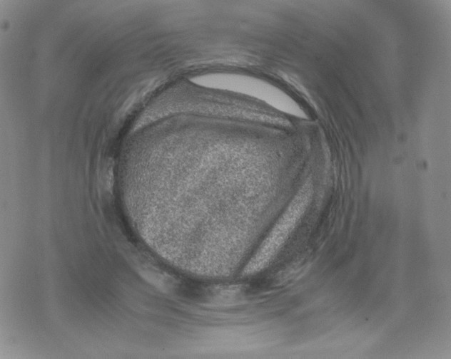 X0000070370495200606301900