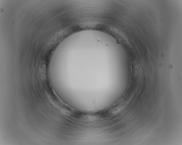 X0000070370498200606301900