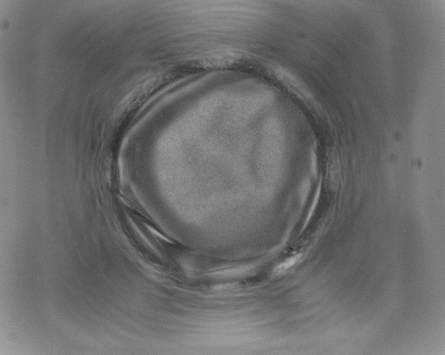 X0000070370501200606301900