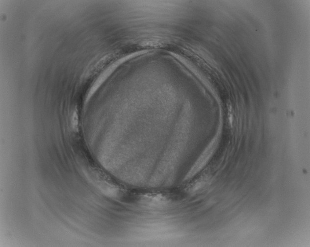 X0000070370502200606301900