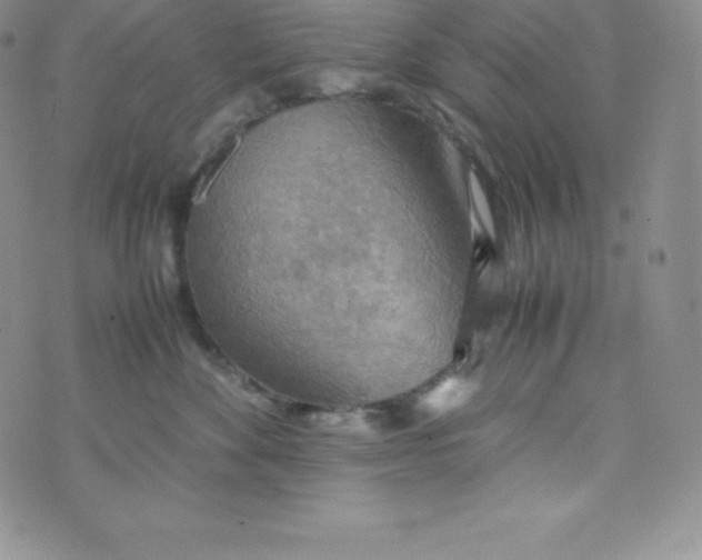 X0000070370524200606301859